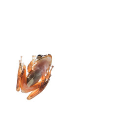 Close-up of a frog clinging to the wall