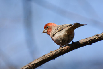 Bright red bird (House Finch) perches on a branch in Central Park Ramble in New York City