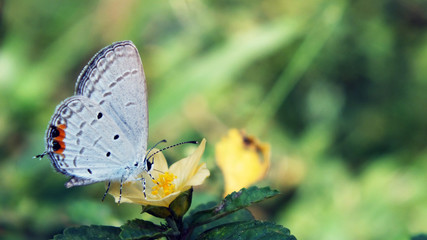 butterfly on a flower