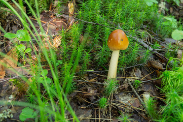 Selective focus on white mushroom on green grass.