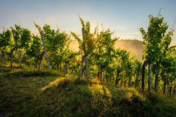 Sunrise with sunstar in a vineyard