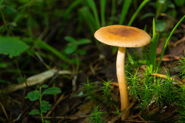 Selective focus on white mushroom on green grass.