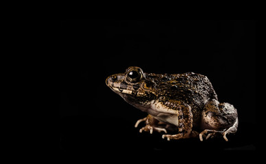 brown toad isolated on black 