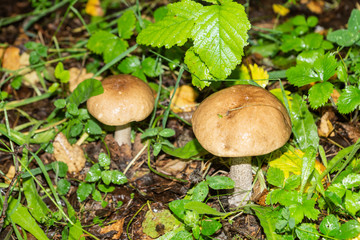 Selective focus on white mushroom on green grass.