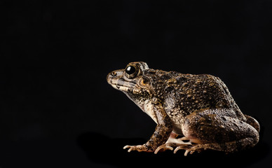 brown toad isolated on black 