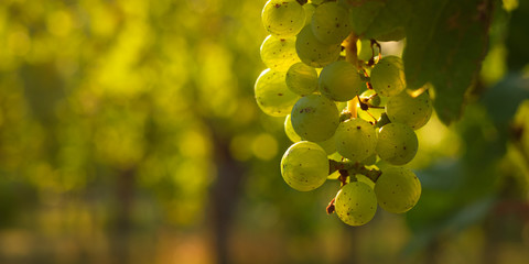 Close-up green riesling grapes with bokeh - obrazy, fototapety, plakaty