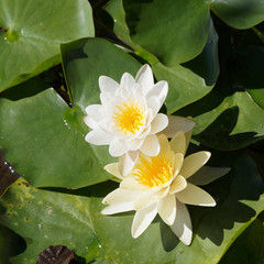 White water lily or nenuphar (Nymphaea alba). Beautiful plant with cup shaped large white flowers...