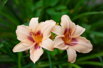Pale pink lily, lily green scene background