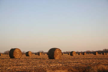 Harvest Hay Bale Rolls