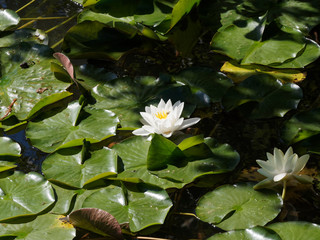 Nymphaea alba | White water lily or nenuphar with white flowers on great roundish leaves, dark...