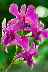 purple orchid flower