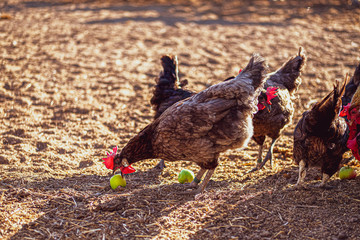 various chickens on the farm