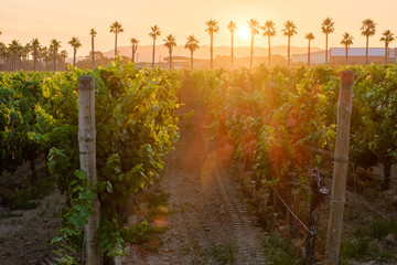 Vineyard during sunrise with palm trees