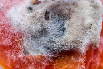 Fototapeta premium tomato covered with green-yellow mould and filamentous 