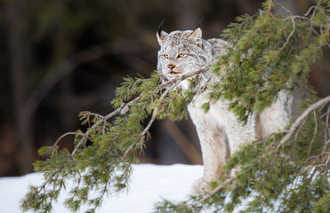 Canadian lynx in the wild