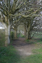 tree tunnel