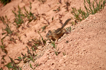 Chipmunk at Bryce Canyon