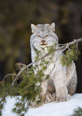 Canadian lynx in the wild © Jillian