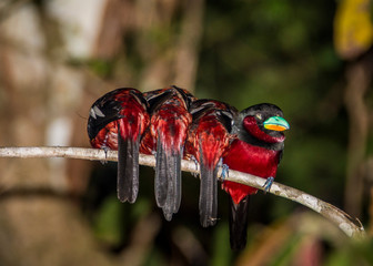 Kinabatangan river, Sabah, Borneo- JANUAR 2019: Black-and-red Broadbill Cymbirhynchus macrorhynchos...