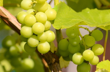 bunch of grapes