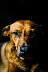 Obraz premium close up of a dog