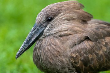 Portrait of Hamerkop (Scopus umbretta)