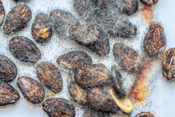 mould and fungi close-up growing on watermelon grains