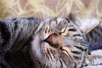 Portrait of brown tabby cat.  Big green eyes. A beautiful background for wallpaper, cover, postcard. Isolated, close up. Cats concept. Pet friend