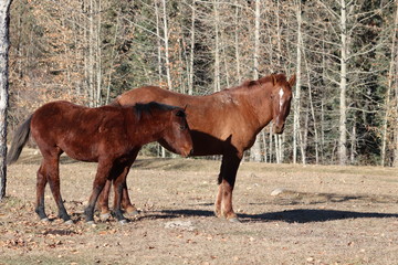 WIldpferd und WIldfohlen in Kanada