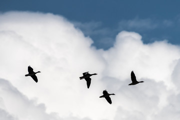 Greylag Geese (Anser anser) in the Clouds