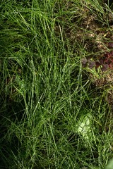Juicy green blades of grass with shining dew drops on them