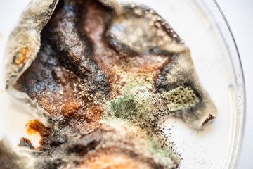 plum pieces fluttered with mould and mushrooms