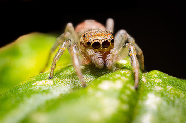 primo piano di un ragno saltatore poggiato su una foglia di basilico