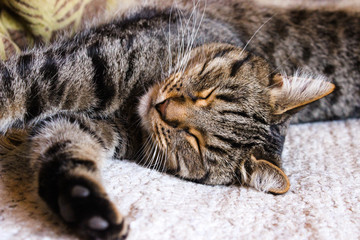 Portrait of brown tabby cat.  Big green eyes. A beautiful background for wallpaper, cover, postcard. Isolated, close up. Cats concept. Pet friend