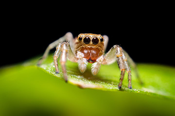 primo piano di un ragno saltatore poggiato su una foglia di basilico