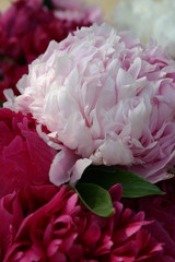 Extra Large Pink Peony