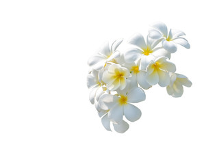 Fototapeta na wymiar White plumeria flowers. Plumeria flowers isolated on white background