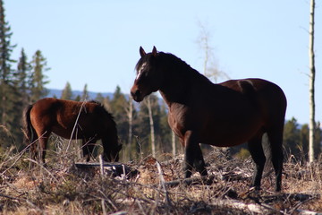 Zwei Wildpferde in Kanada