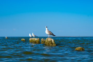 gulls sit on broken wooden posts covered seaweed