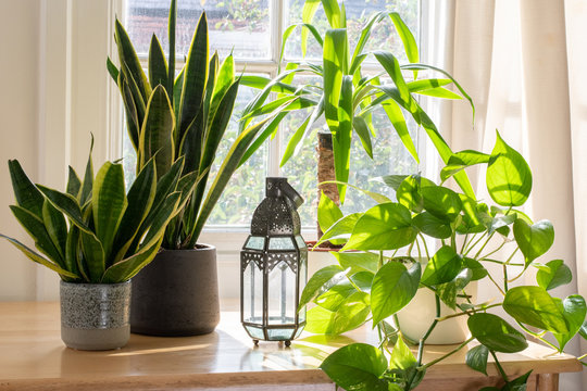 Indoor houseplants next to a window in a beautifully designed home or flat interior.