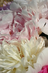 Exotic Peony bouqet