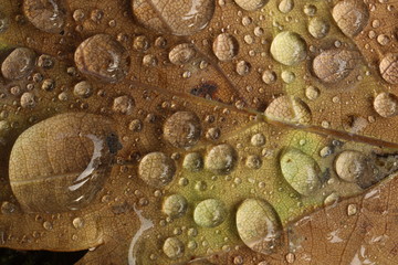 Water droplets on a yellow autumn leaf close up.	

