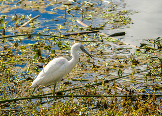A Great Egret feeding in a swamp at Green Cay Wetlands, Delray Beach, Florida USA
