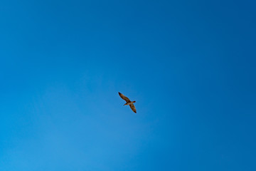 Seagull flies in blue cloudless summer sky