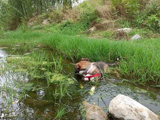 dog in the river
