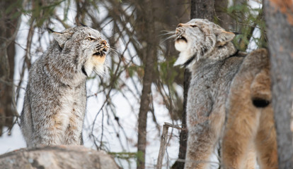 Fototapeta na wymiar Canadian lynx in the wild
