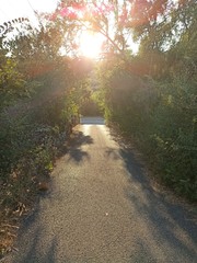 road in the forest