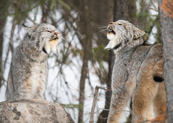Canadian lynx in the wild