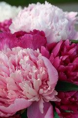 Multi color peonies