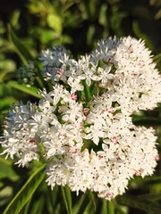 white flowers in the woods